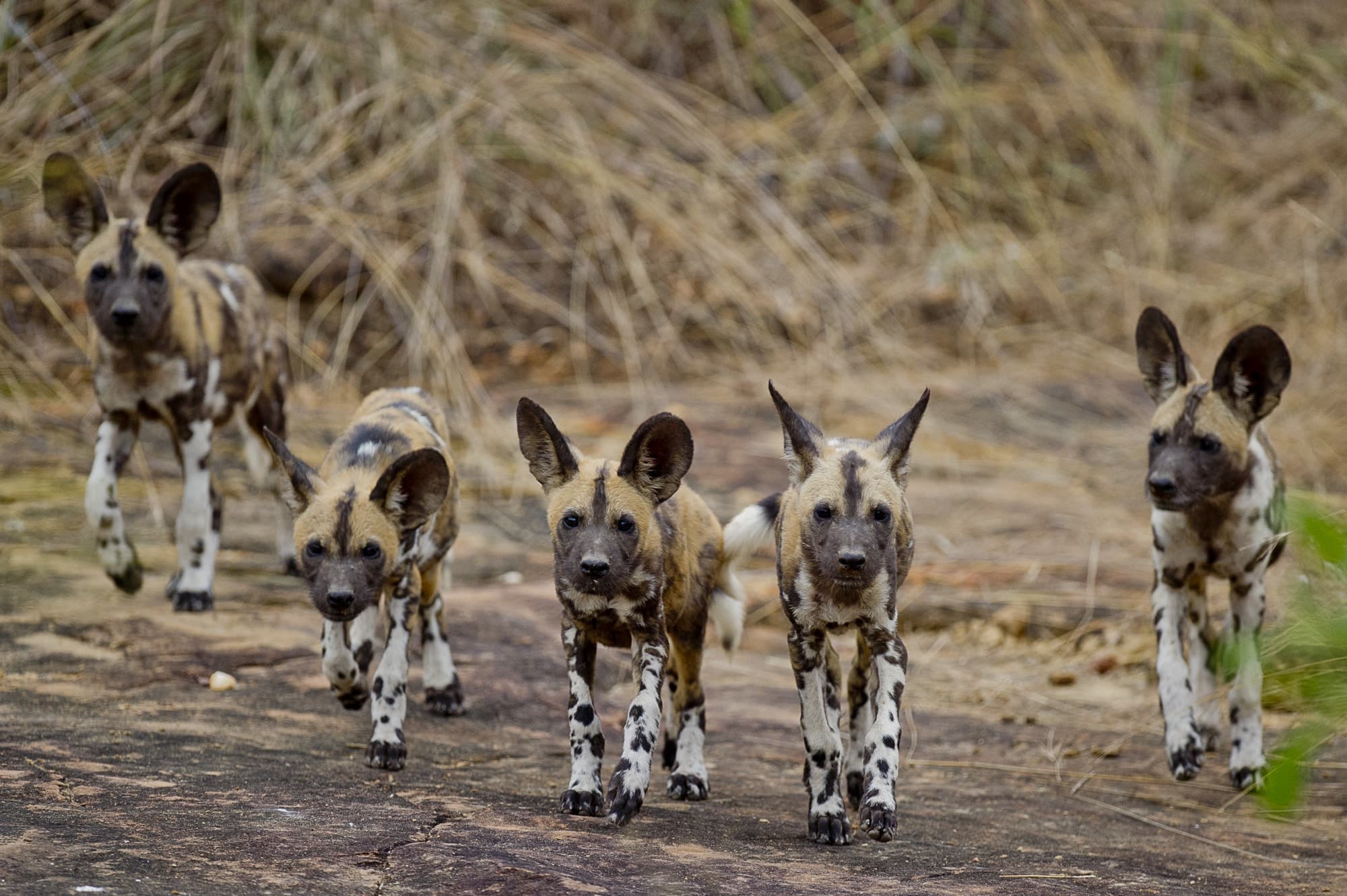 Mafia Island & Nyerere National Park Adventure